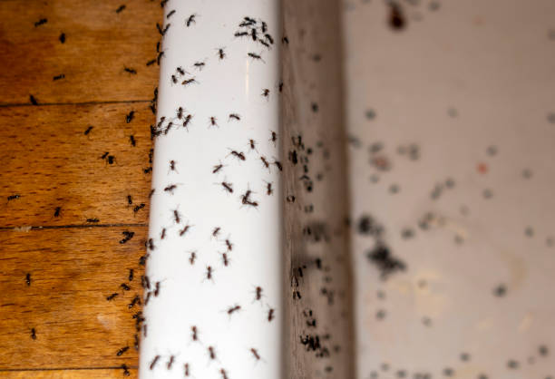 Best Ant Control Services  in Bay City, OR