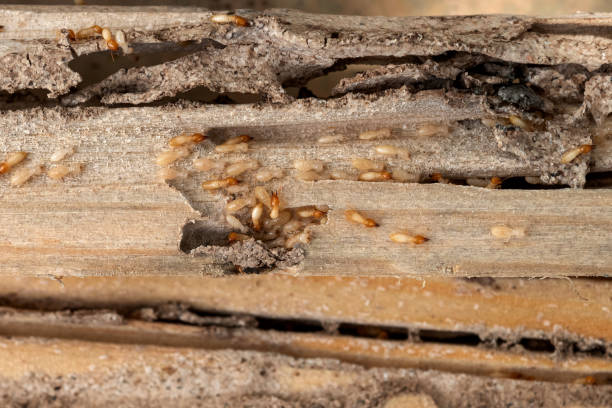 Best Bed Bug Extermination  in Bay City, OR